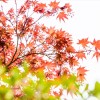 伊奈波神社 岐阜県 岐阜市 結婚式 写真 持ち込み カメラマン