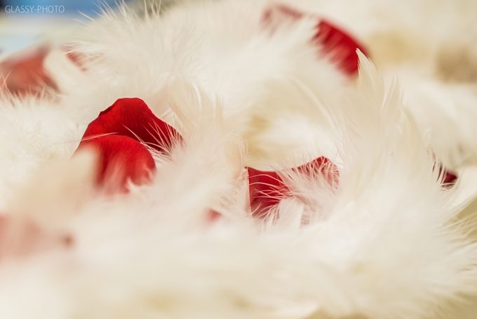 白い羽根の中に赤いバラ