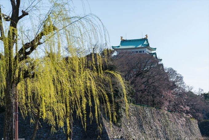 緑のヤナギの向こうに見える名古屋城