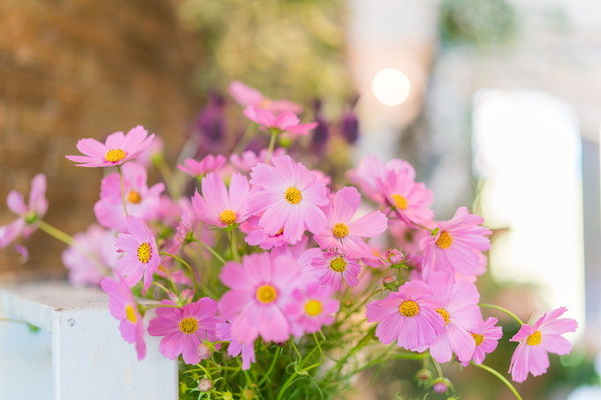 所々に飾られているかわいいピンクのお花に癒されます